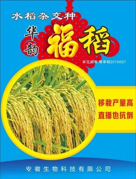水稻彩页