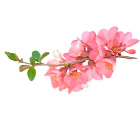 手绘粉色樱花免扣素材图片剪影背景林水彩