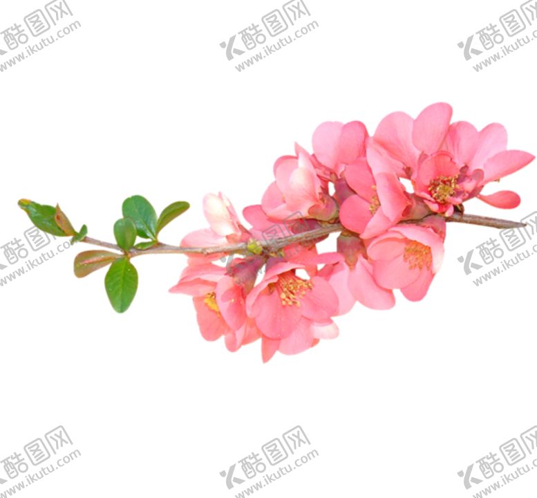 编号：26093502131605018438【酷图网】源文件下载- 手绘粉色樱花免扣素材图片 