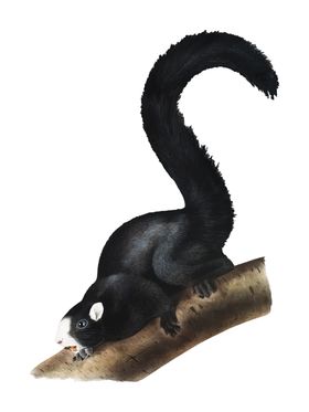 野生动物插图