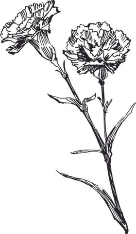 素描鲜花