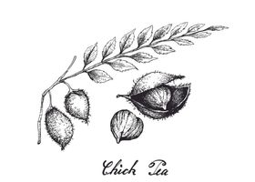 线描植物