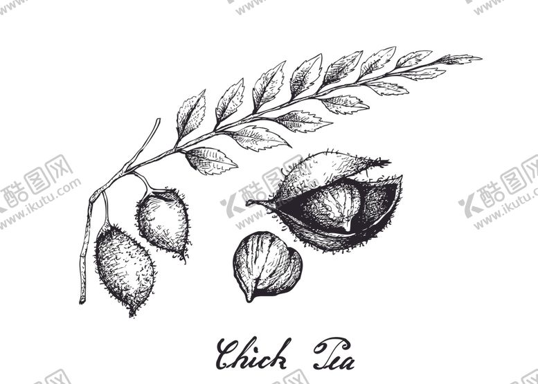 编号：67996209250840155468【酷图网】源文件下载-线描植物