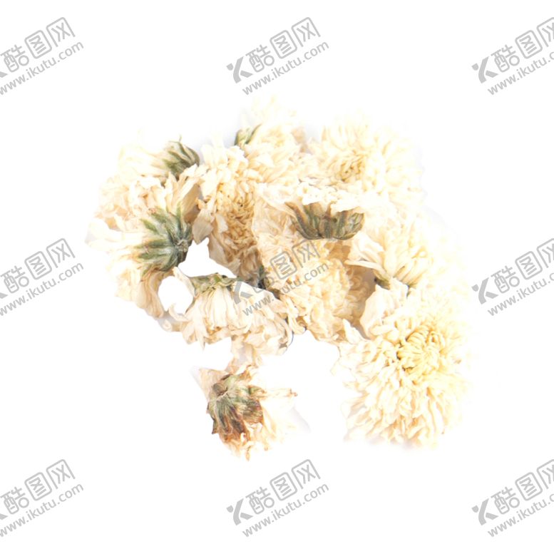 编号：39425810072248313425【酷图网】源文件下载-菊花