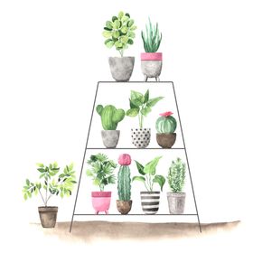 绿色家庭植物