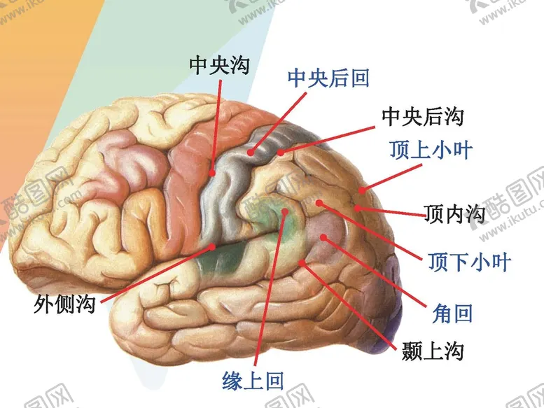 编号：15304910081045535384【酷图网】源文件下载-大脑解剖图 