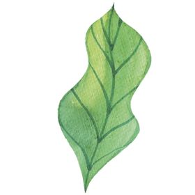 绿色水彩植物树叶