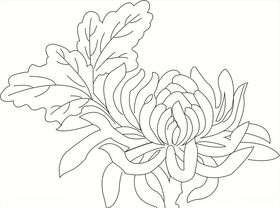 菊花