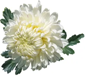 鲜花装饰朵素材素材