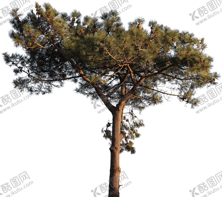 编号：70361110200541336192【酷图网】源文件下载-透明大树图片绿色植物