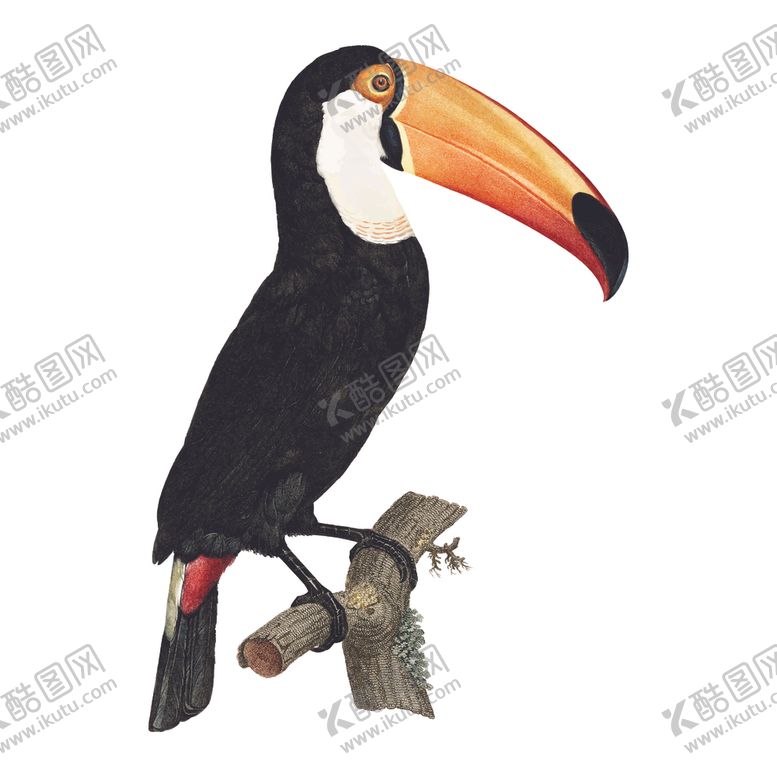 编号：76470504191738475184【酷图网】源文件下载-手绘鸟类插图