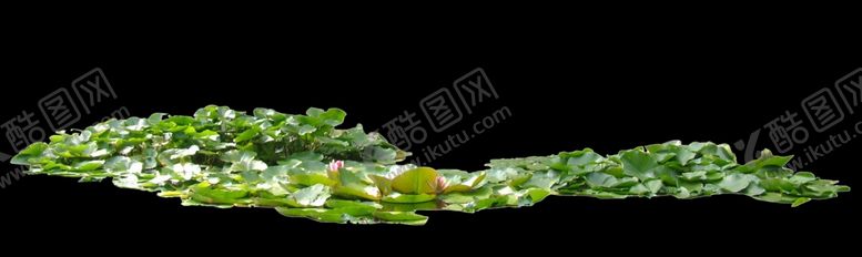 编号：48810809211115319434【酷图网】源文件下载-荷花素材