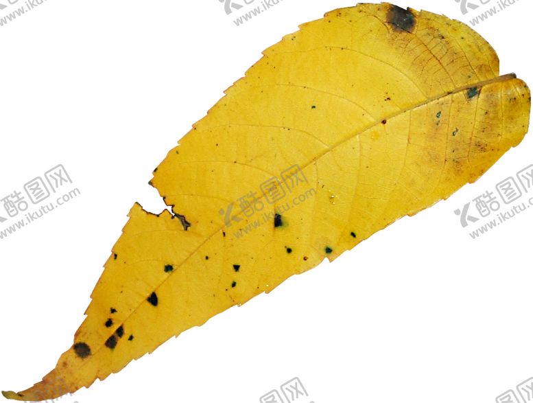 编号：87141909291421228724【酷图网】源文件下载-花边