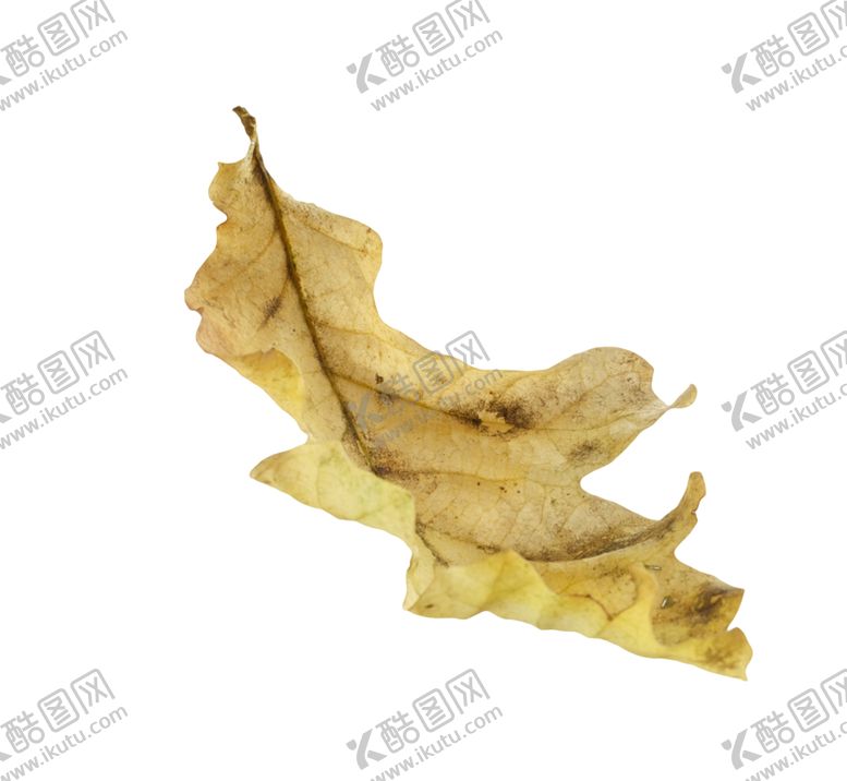 编号：99432310281046201373【酷图网】源文件下载-枫叶