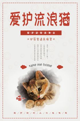 爱护流浪猫