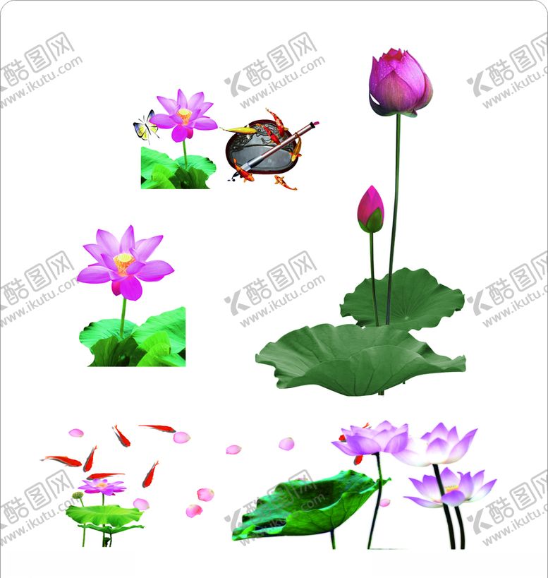 编号：84527807040237229946【酷图网】源文件下载-荷花花苞鱼采莲