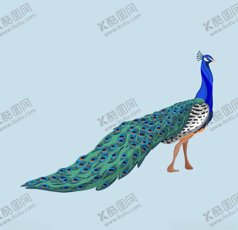 编号：98631711011233367168【酷图网】源文件下载-孔雀