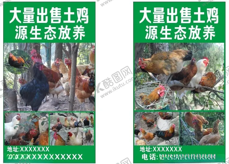 编号：92368002232136567568【酷图网】源文件下载-土鸡