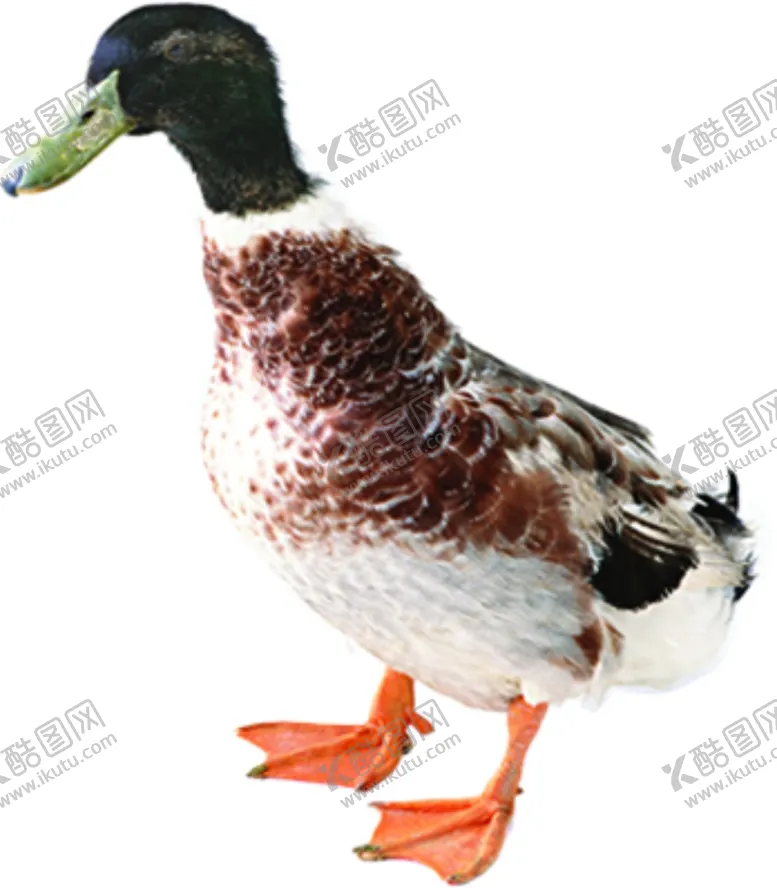 编号：56761106302305166441【酷图网】源文件下载-鸭子