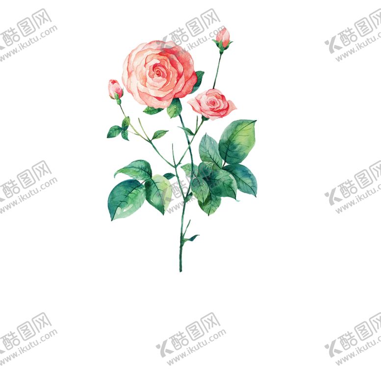 编号：94302710062055044465【酷图网】源文件下载-水彩画花包装素材插画