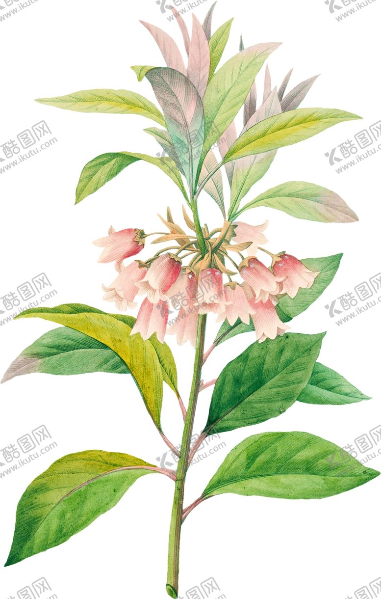 编号：93169702201837537690【酷图网】源文件下载-手绘花草植物素材图片