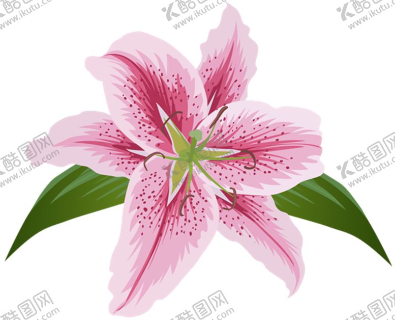 编号：32504509201439121988【酷图网】源文件下载-百合