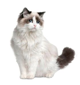 布偶猫免扣元素