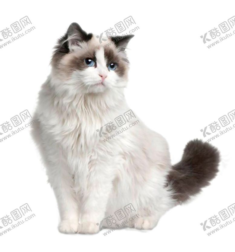 编号：62040905090749418923【酷图网】源文件下载-布偶猫免扣元素