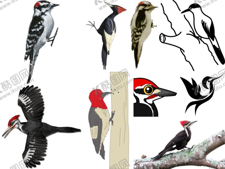 编号：75876809210227309947【酷图网】源文件下载-啄木鸟png免扣高清素材