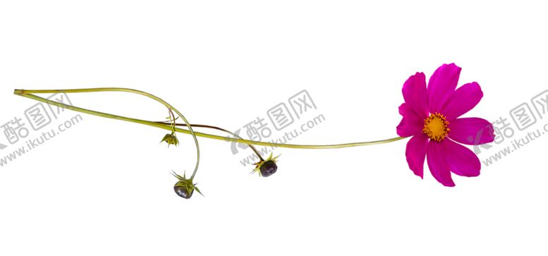 编号：91349210032118485390【酷图网】源文件下载-鲜花素材