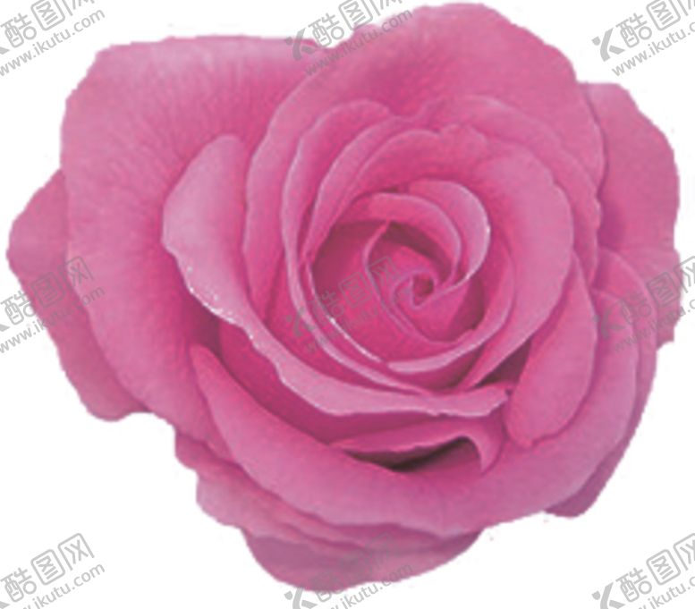 编号：95892609172338169308【酷图网】源文件下载-紫色玫瑰花