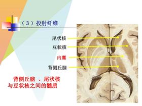 大脑解剖图