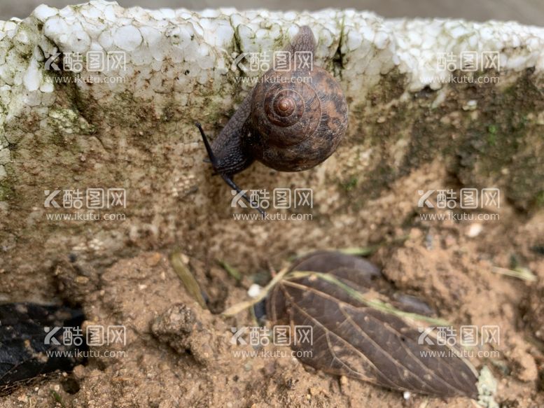 编号：59426112020215109137【酷图网】源文件下载-雨天爬行的蜗牛