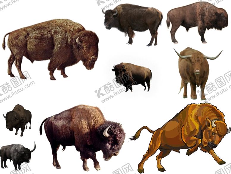 编号：41203409192016415552【酷图网】源文件下载-野牛png免扣高清素材