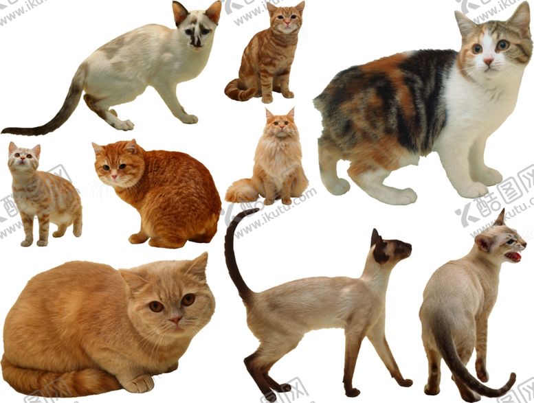 编号：91805709190757521961【酷图网】源文件下载-猫png免扣高清素材