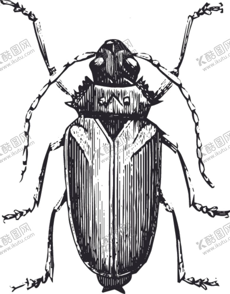 编号：76737710280649197295【酷图网】源文件下载-自然昆虫标本插画