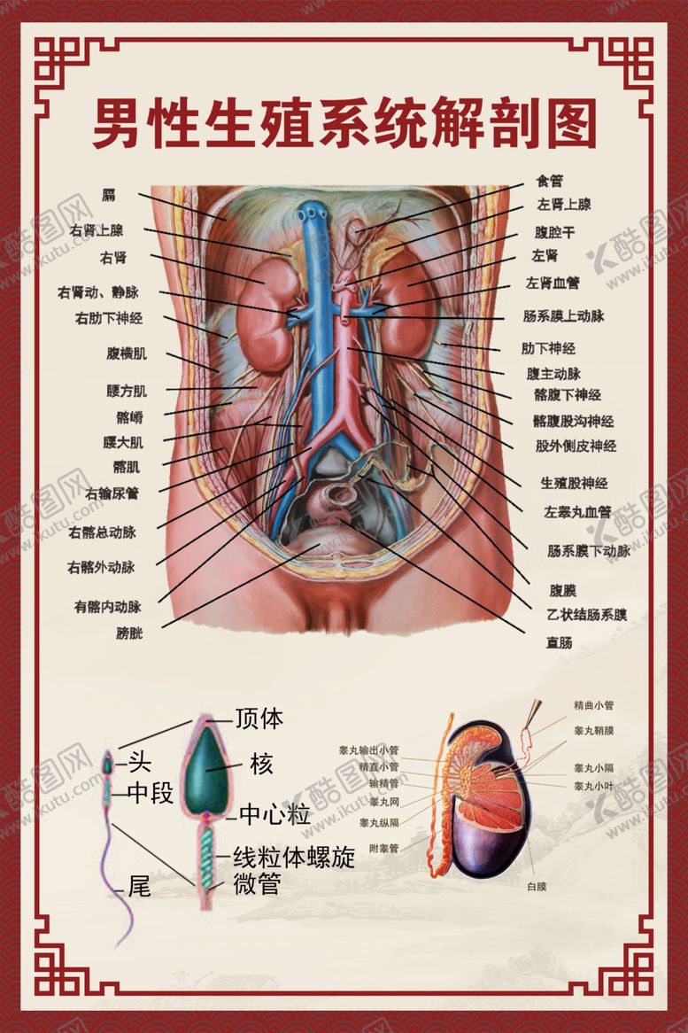 编号：60292101271335477793【酷图网】源文件下载-男性生殖系统解剖图