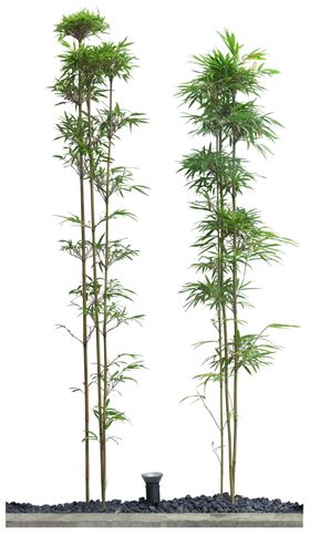 园林植物