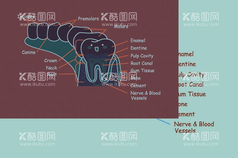 编号：85482110190538062279【酷图网】源文件下载-牙齿