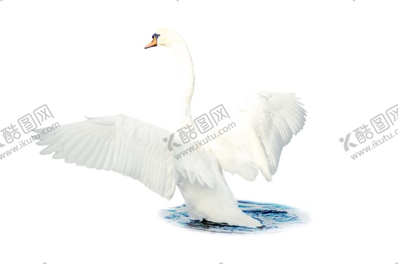 编号：68719609290111552916【酷图网】源文件下载-天鹅