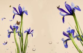 紫色水仙花水仙花