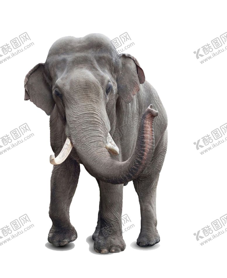编号：98149510091405331809【酷图网】源文件下载-大象
