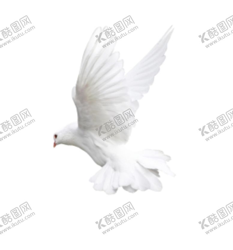 编号：59003605132001202405【酷图网】源文件下载-鸽子