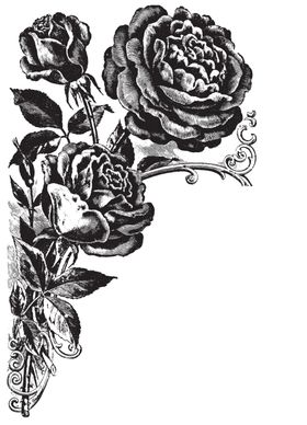 素描绘画植物花朵