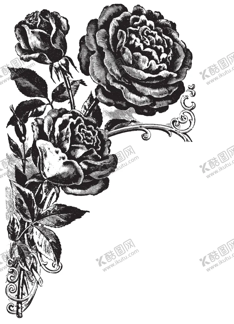 编号：57438807020848157255【酷图网】源文件下载-素描绘画植物花朵
