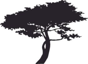 植物松树