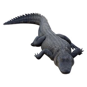 鳄鱼