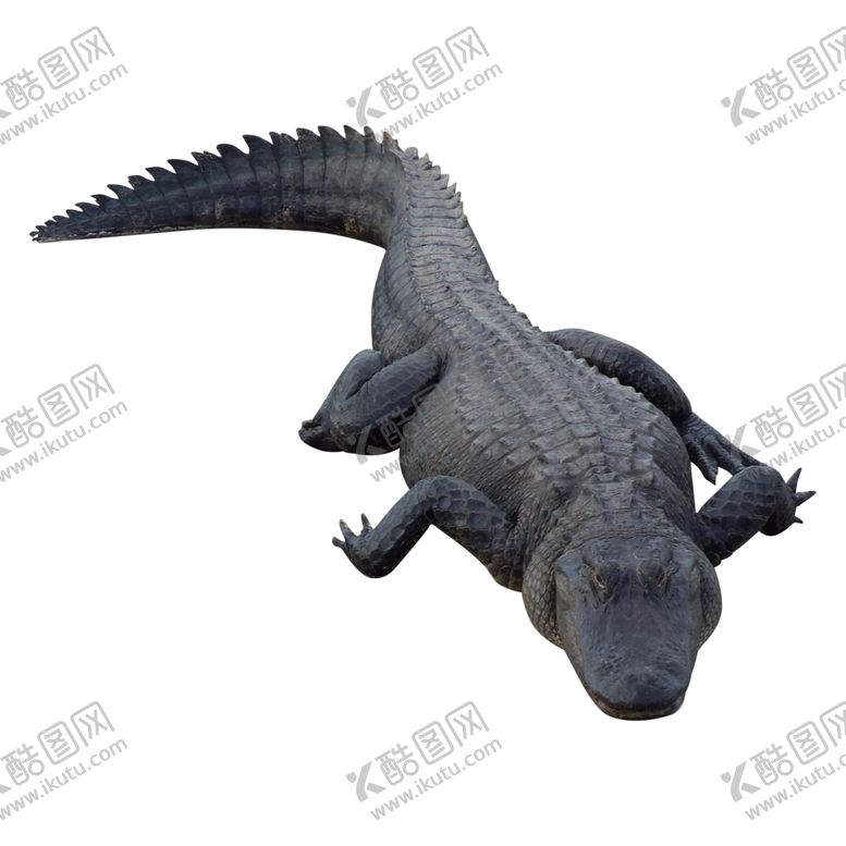 编号：39292204290541253020【酷图网】源文件下载-鳄鱼
