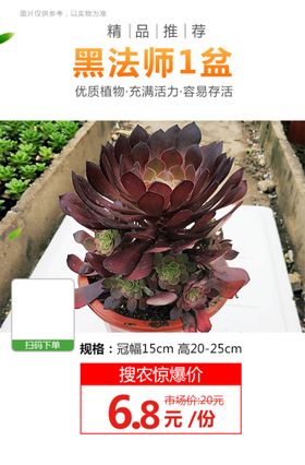 黑法师1盆推广图