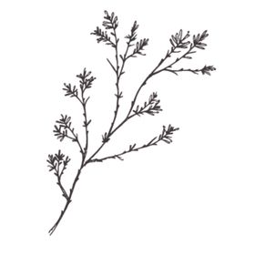 简笔绘画植物花朵图谱